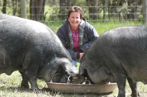 Christine Ross and two Large Black sows