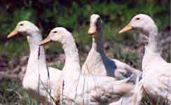 Aylesbury Ducks