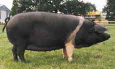 Wessex Saddleback pig