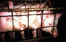 Caged pigs