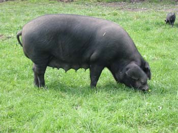 Large Black sow grazing